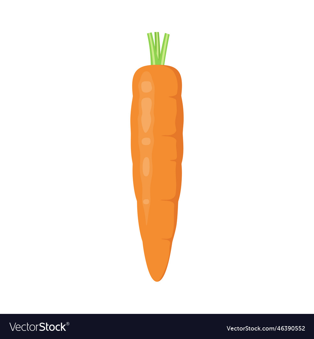 A Whole Carrot Royalty Free Vector Image VectorStock