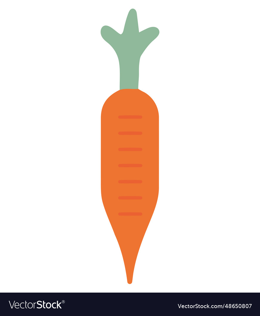 Fresh Organic Carrot Royalty Free Vector Image