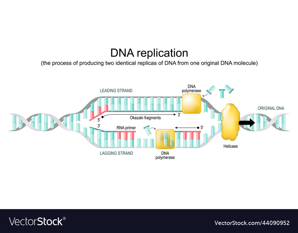 Dna Replication Replication Fork Royalty Free Vector Image