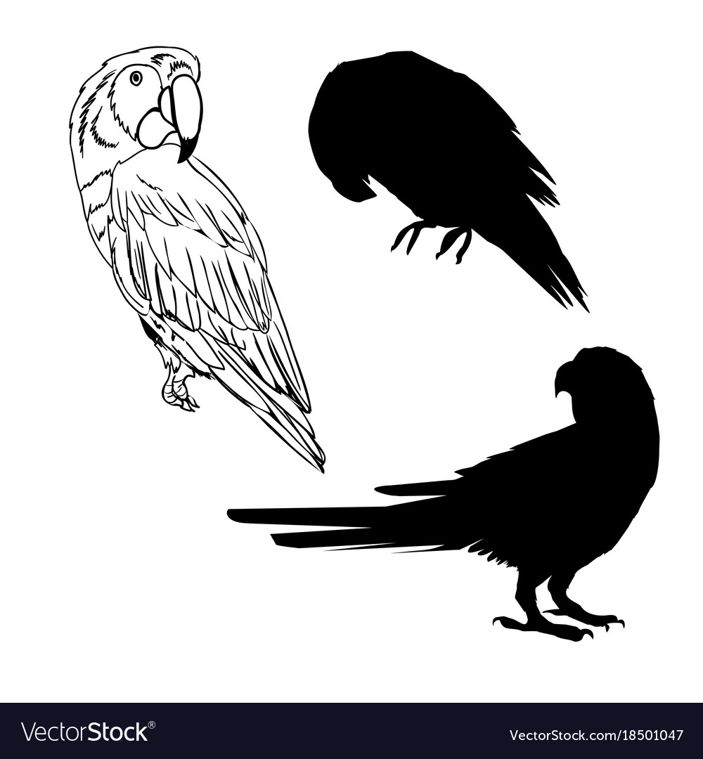 With Parrot Silhouettes Collection Isolated On Vector Image