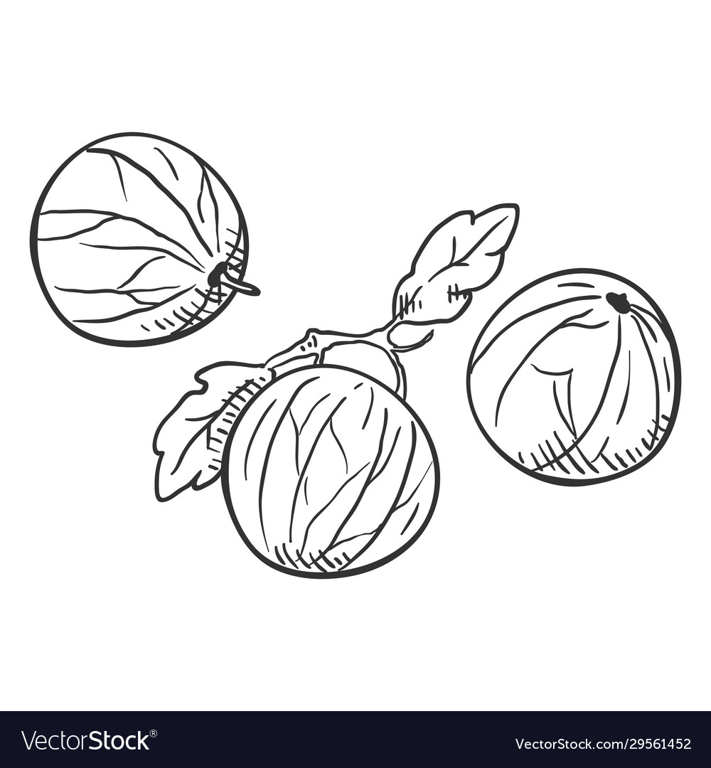 Sketch Gooseberry Royalty Free Vector Image Vectorstock