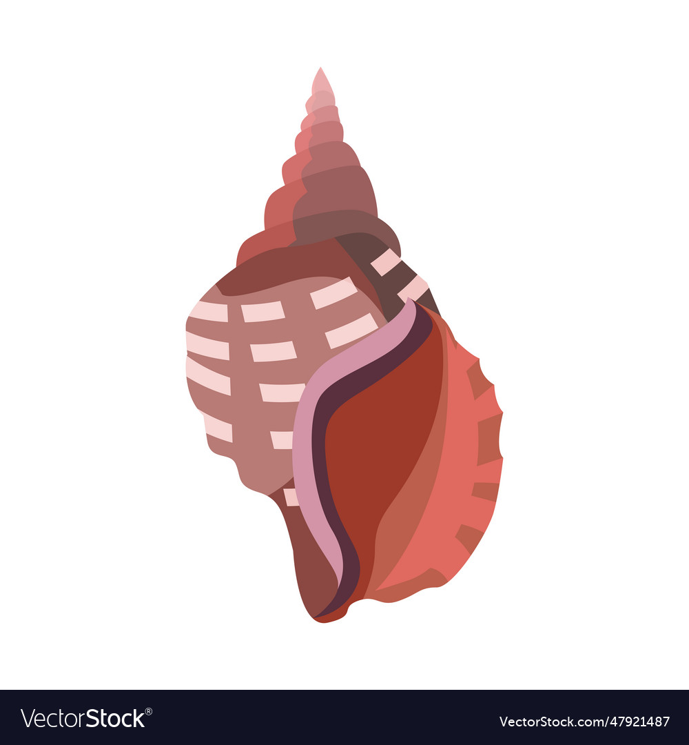 Brown Sea Shell Royalty Free Vector Image VectorStock