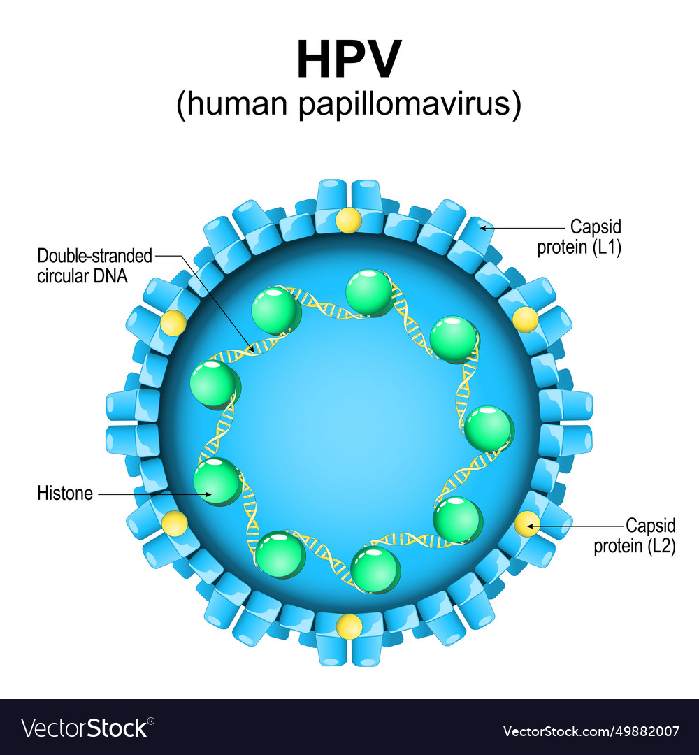 Human Papillomavirus Hpv Structure Royalty Free Vector Image