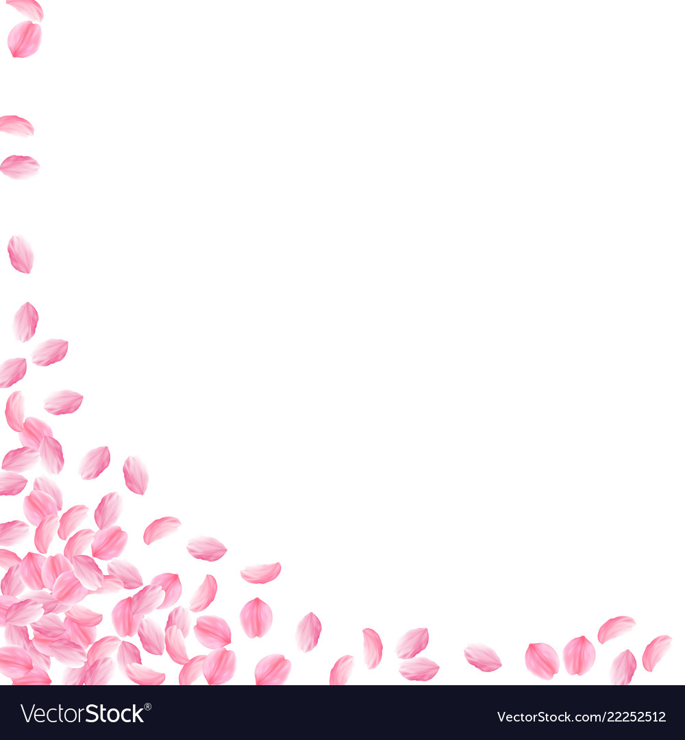 Sakura Petals Falling Down Romantic Pink Vector Image