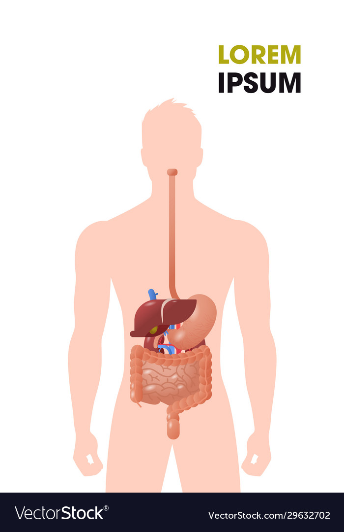 Human Internal Organs Gastrointestinal Tract Vector Image