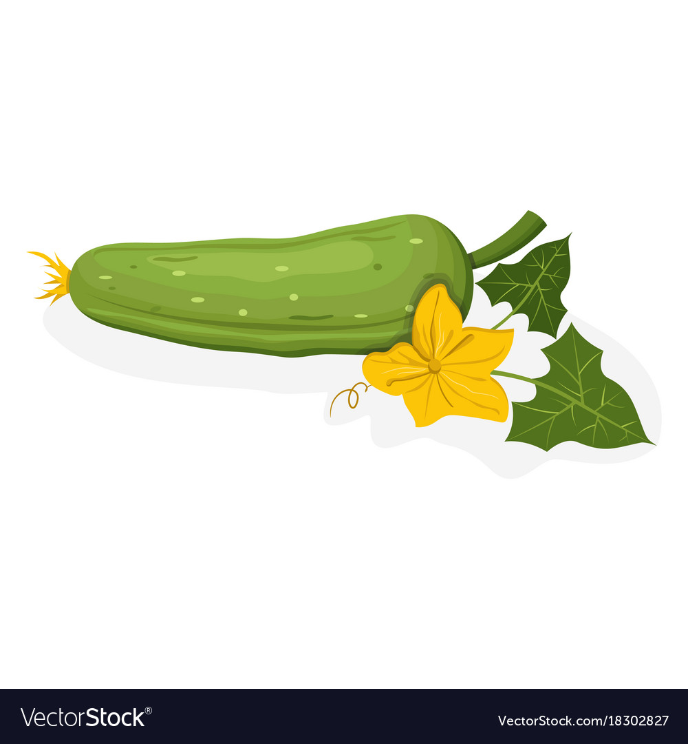 Whole cucumber