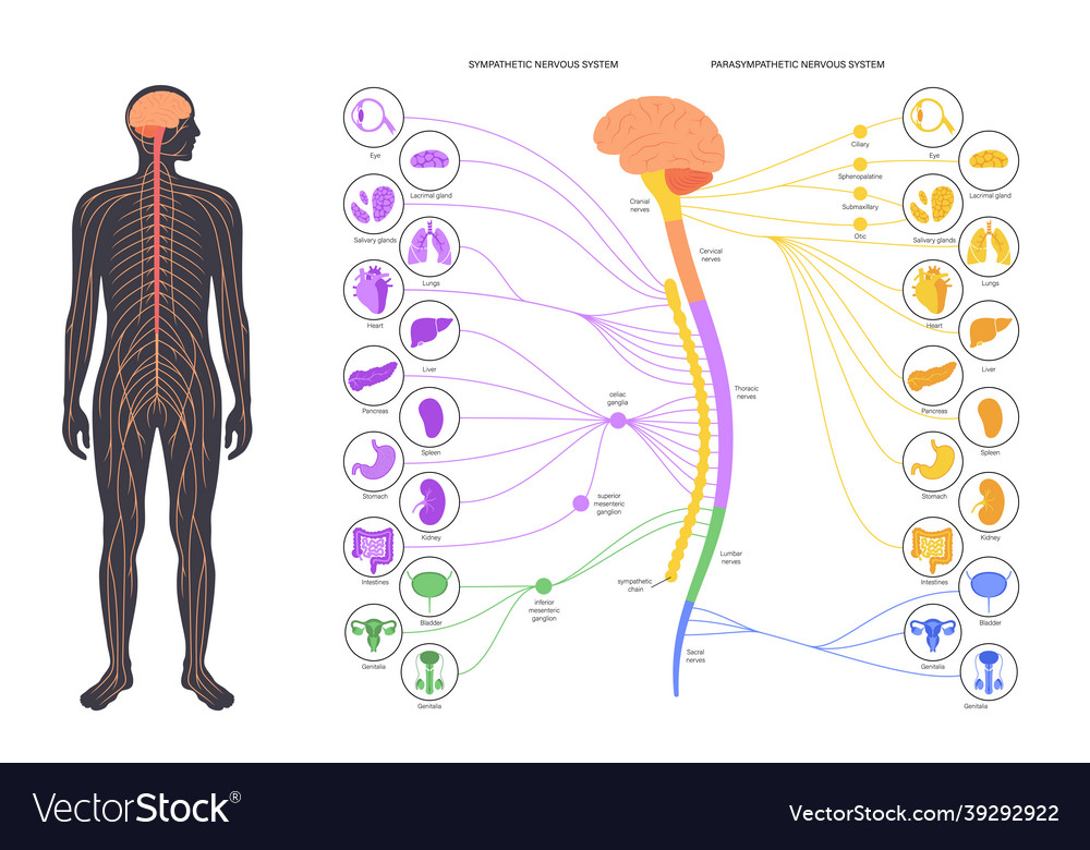 Autonomic Nervous System Cartoon Vector Cartoondealer The Best Porn