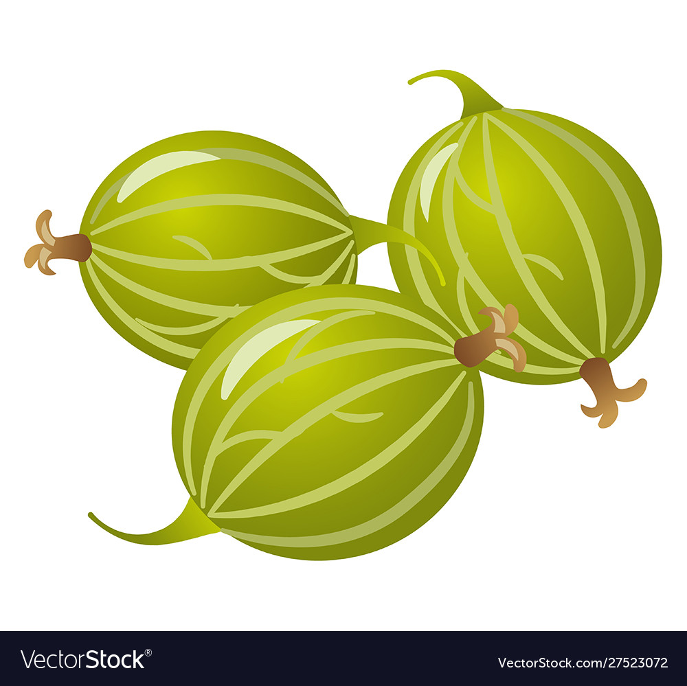 Fresh Gooseberry Royalty Free Vector Image VectorStock