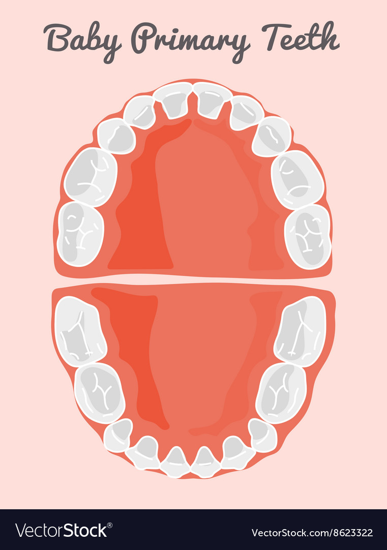 Human Teeth Infographic Royalty Free Vector Image