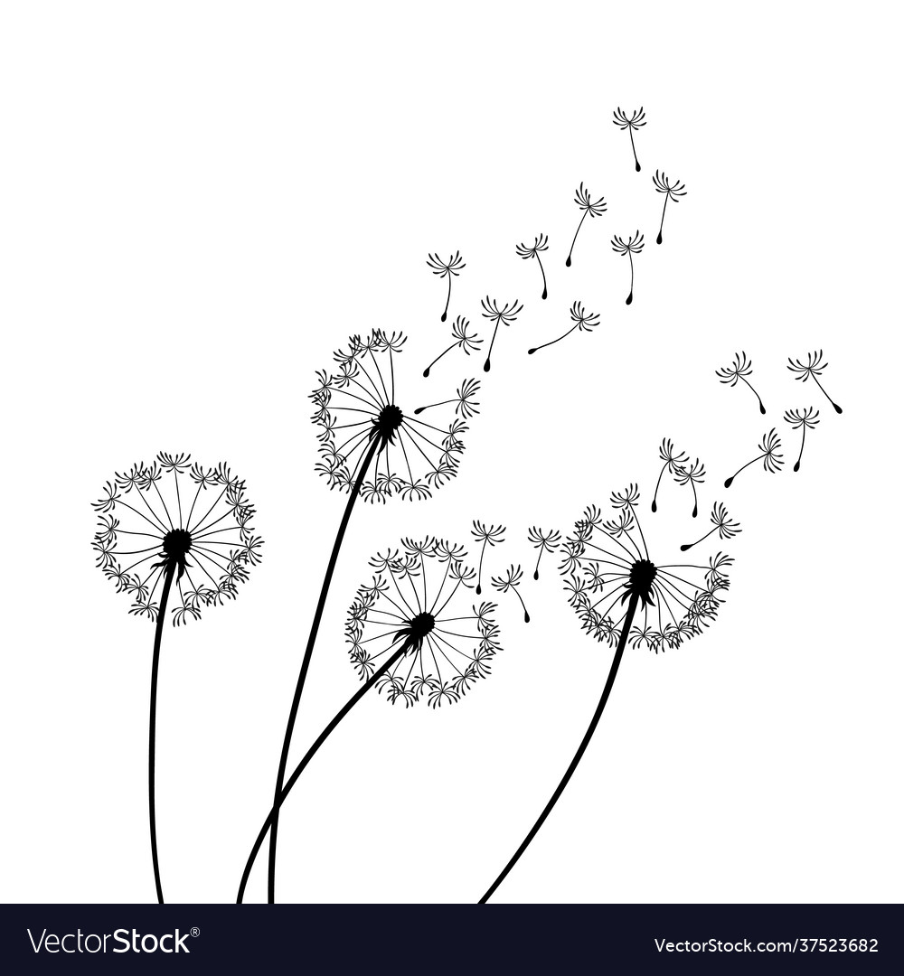 Dandelion Wind Blow Background Black Silhouette Vector Image