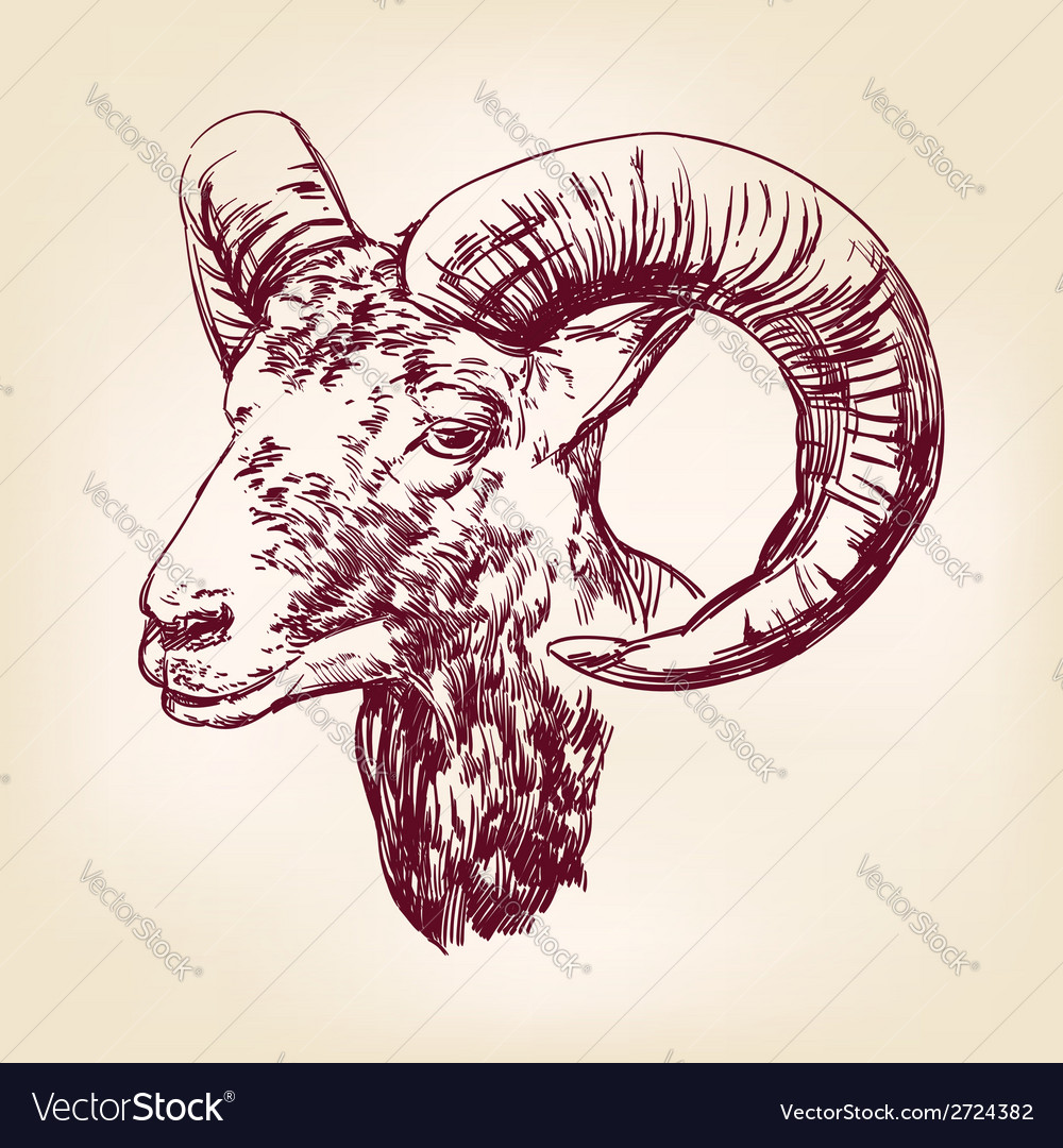 Goat Hand Drawn Illustration Realistic Sketch Vector Image