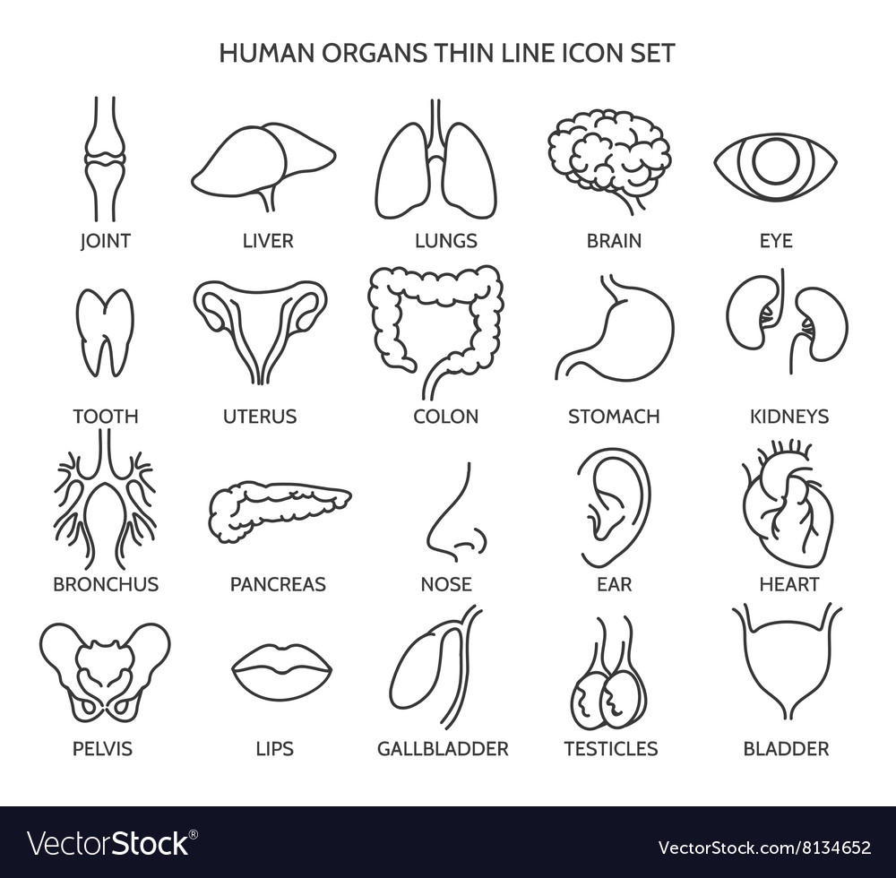 Human Organ Line Icons Royalty Free Vector Image