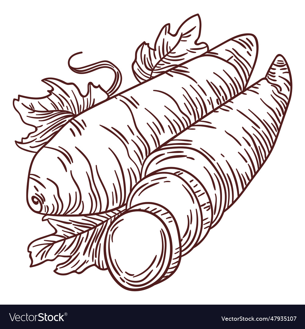 Carrots Vegetable Hand Drawn Royalty Free Vector Image