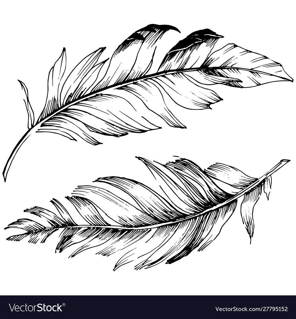 Bird Feather From Wing Isolated Royalty Free Vector Image