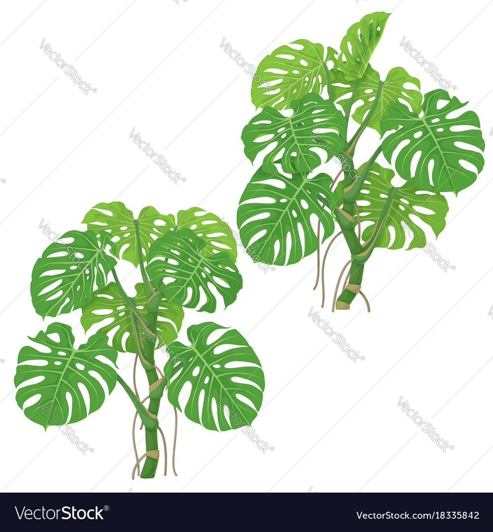 Monstera Plants Isolated Royalty Free Vector Image