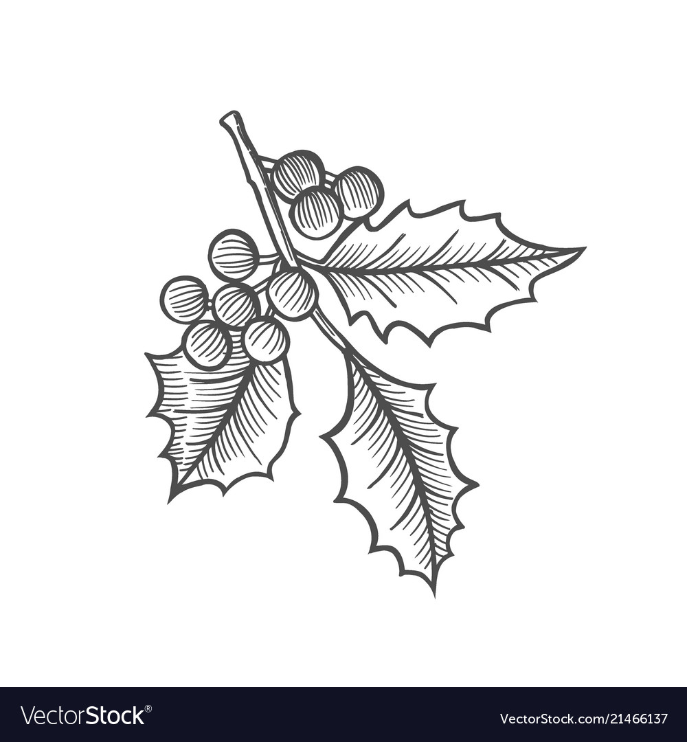 Sketch Mistletoe Branch Royalty Free Vector Image