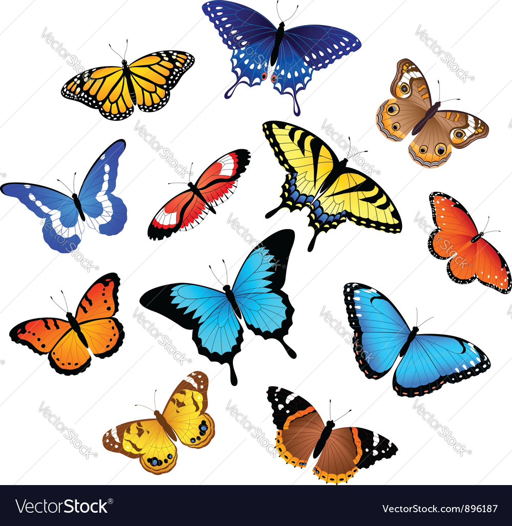 Collection Of Butterflies Royalty Free Vector Image