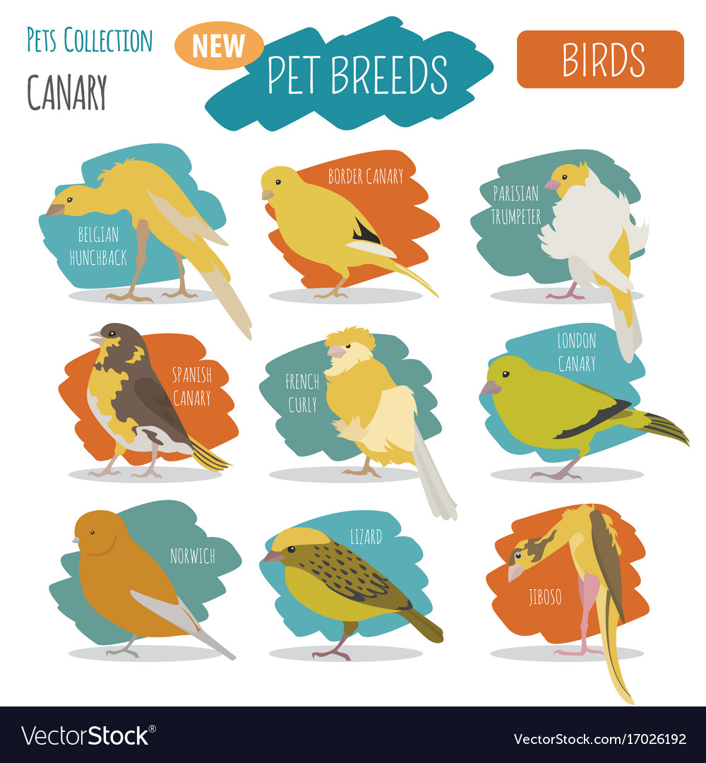 Canary Breeds Icon Set Flat Style Isolated Vector Image