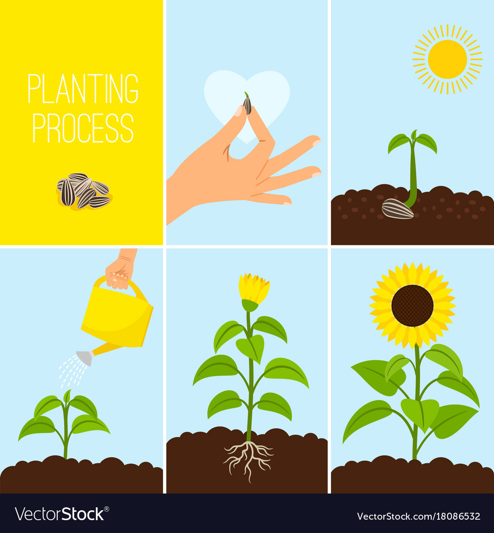 Flower Planting Process Royalty Free Vector Image