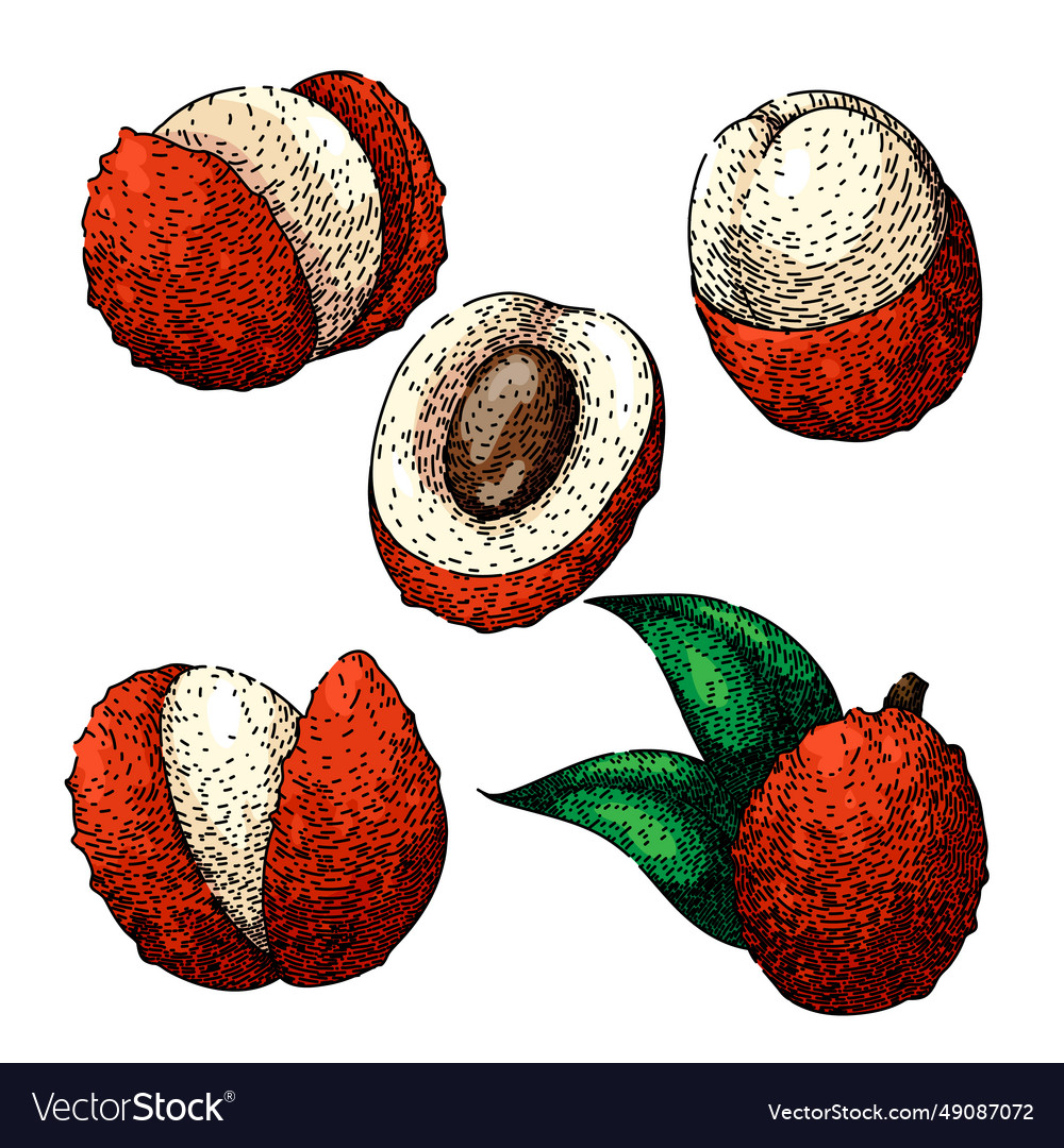 Lychees Set Sketch Hand Drawn Royalty Free Vector Image