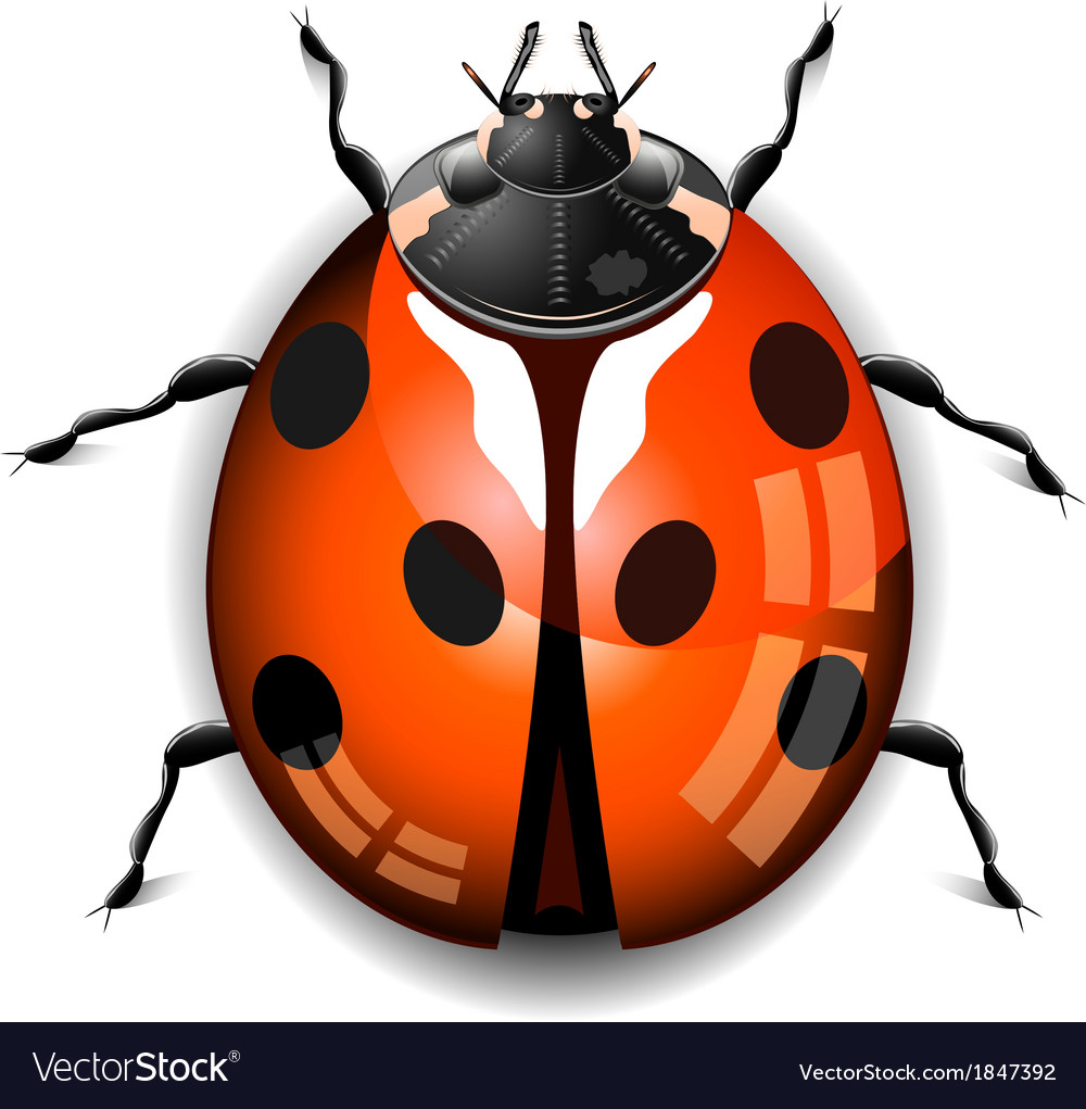 Ladybird Royalty Free Vector Image Vectorstock