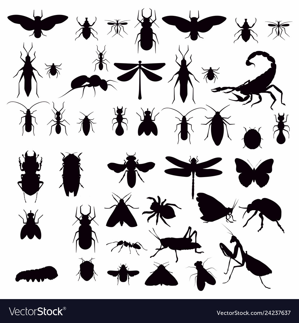 With Insect Silhouettes Isolated On White Vector Image