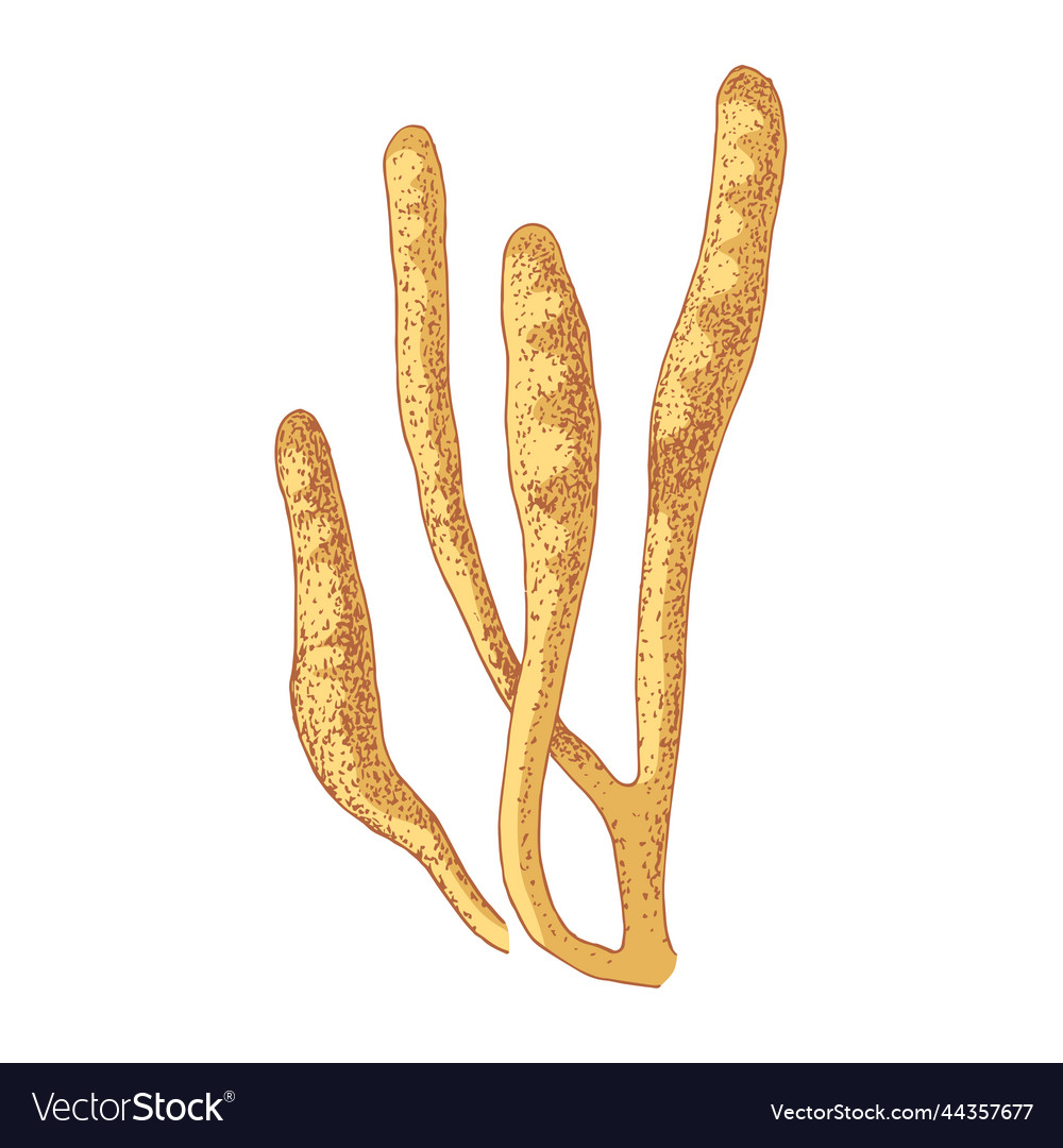 Cordyceps Militaris Mushroom On White Background Vector Image