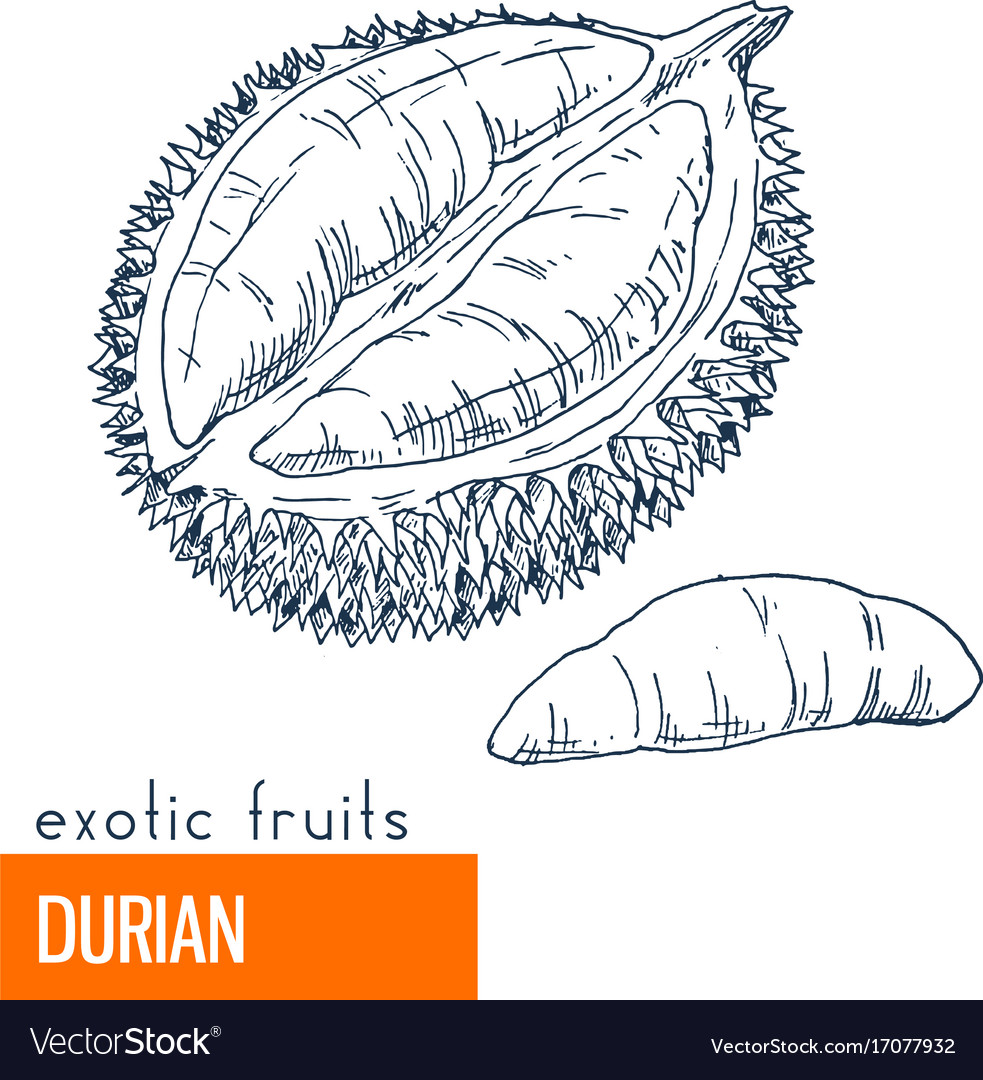 Durian Hand Drawn Royalty Free Vector Image VectorStock