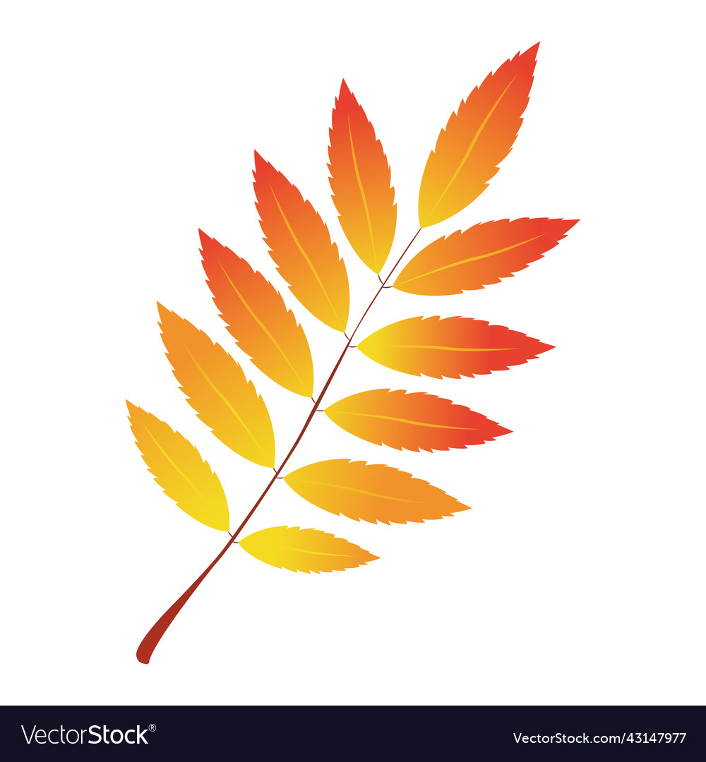 Autumn Rowan Leaf Royalty Free Vector Image Vectorstock