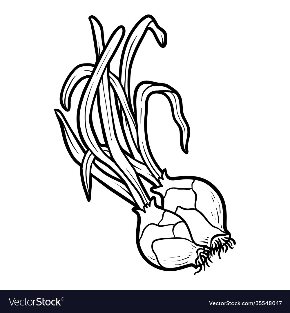 Coloring Book Shallot Onion Royalty Free Vector Image