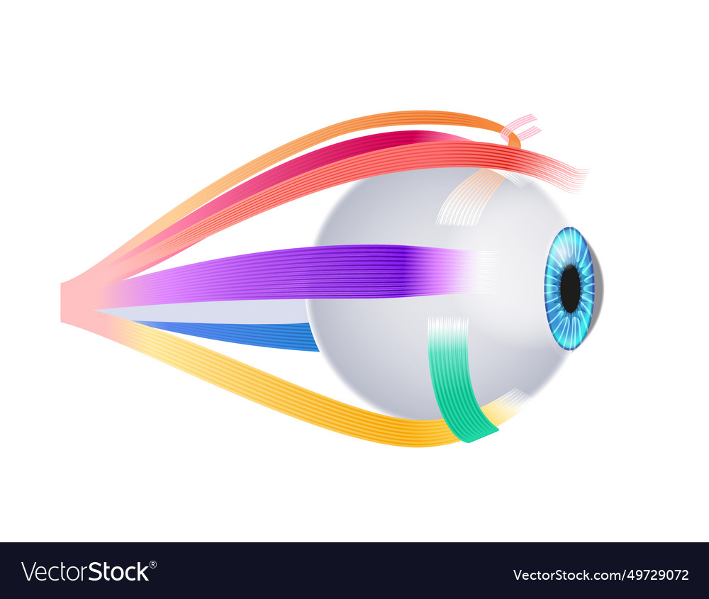 Extraocular Muscles Anatomy Royalty Free Vector Image