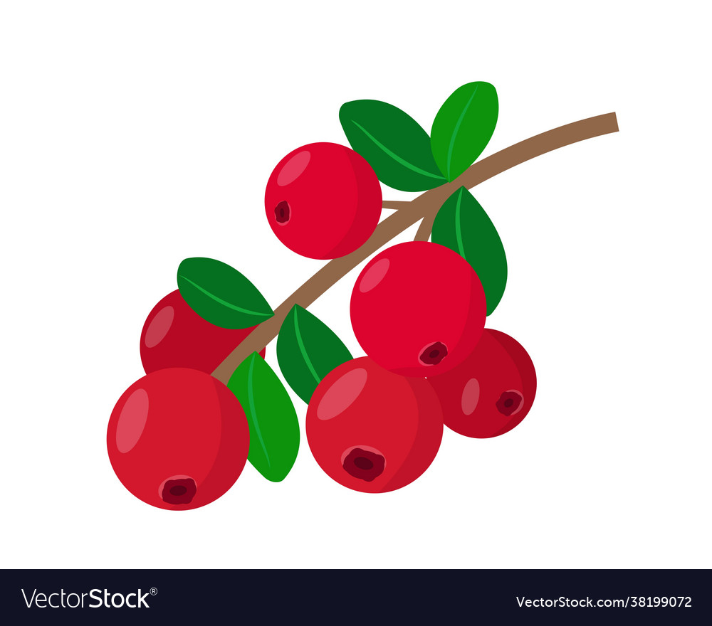 Lingonberry Or Cranberry Icon Red Forest Berries Vector Image