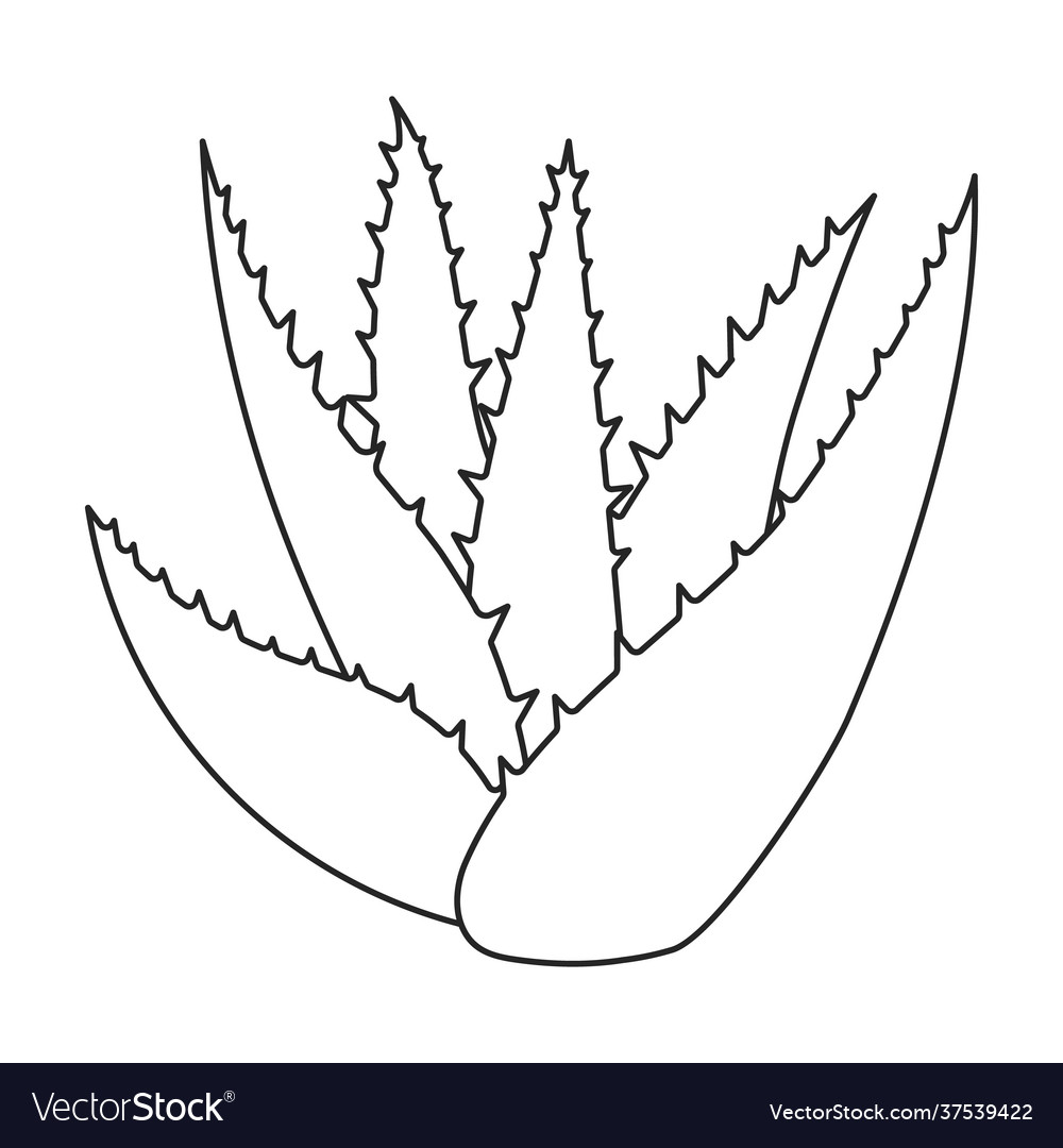 Aloe Vera Outline Icon Royalty Free Vector Image