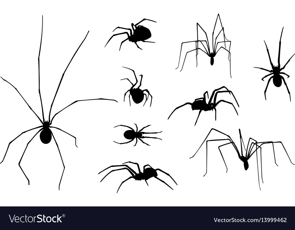 Set Of Spiders Royalty Free Vector Image VectorStock