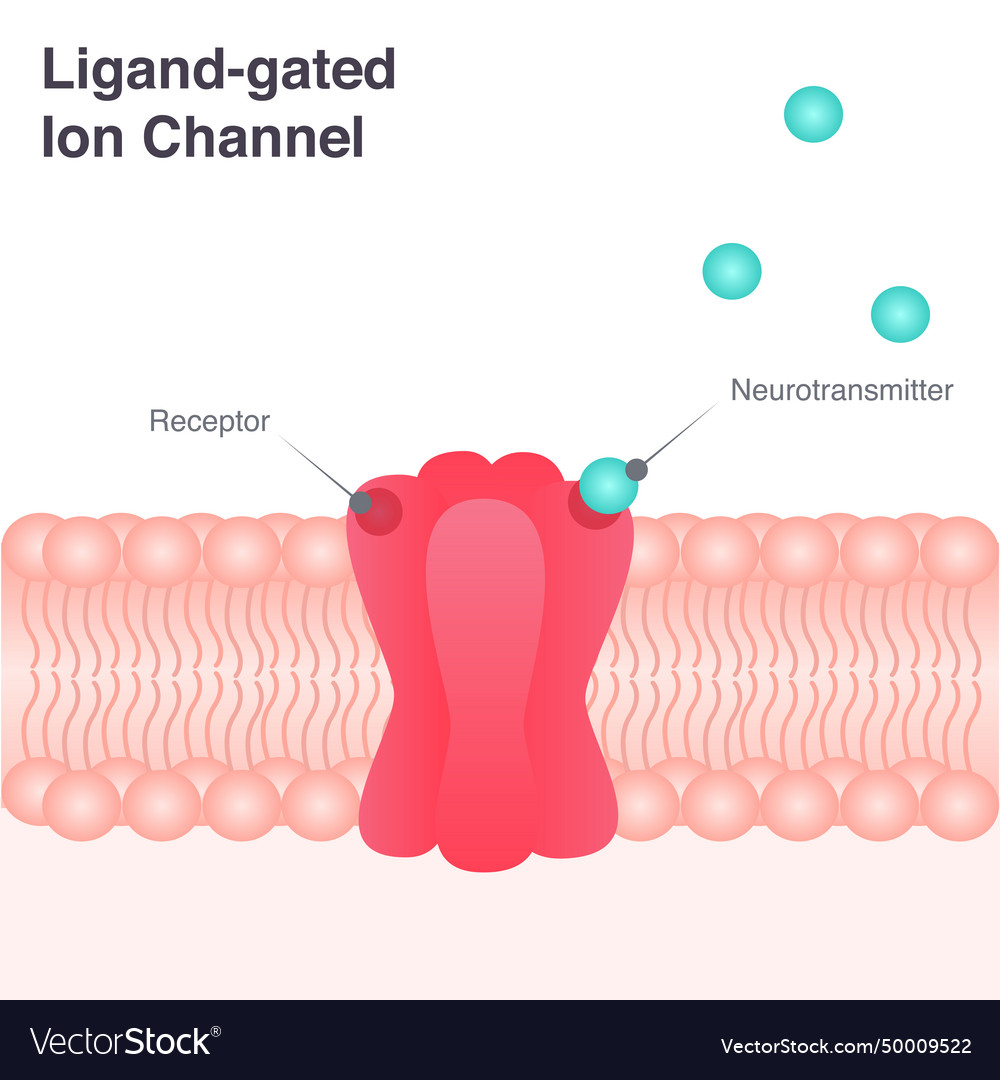 Ligand Gated Ion Channel Diagram Royalty Free Vector Image