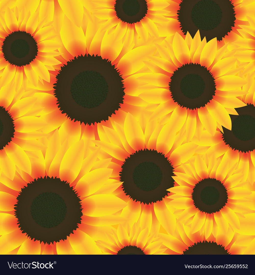 Seamless Pattern Flower Sunflower Royalty Free Vector Image