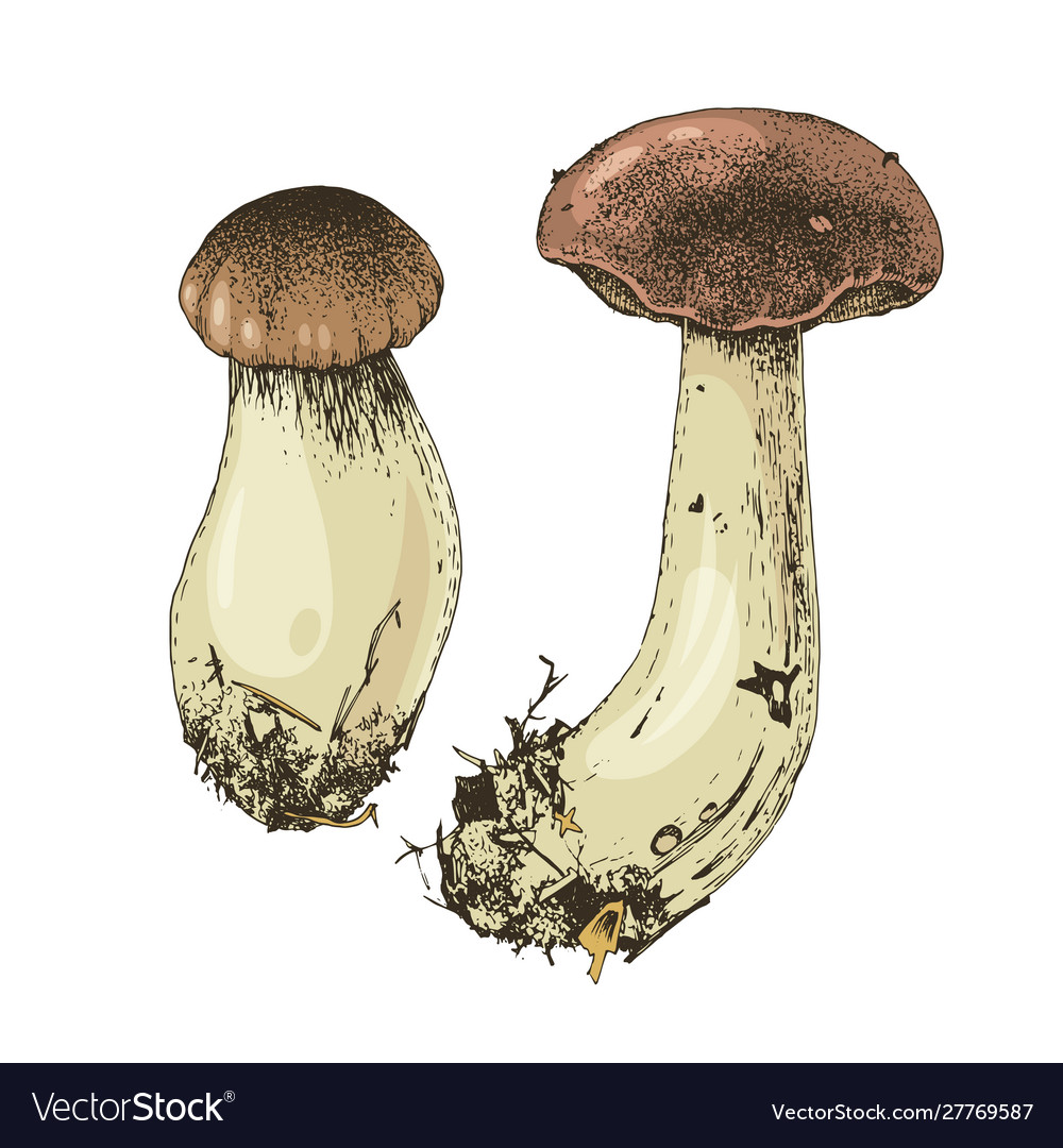 Hand Drawn Boletus Mushrooms Royalty Free Vector Image