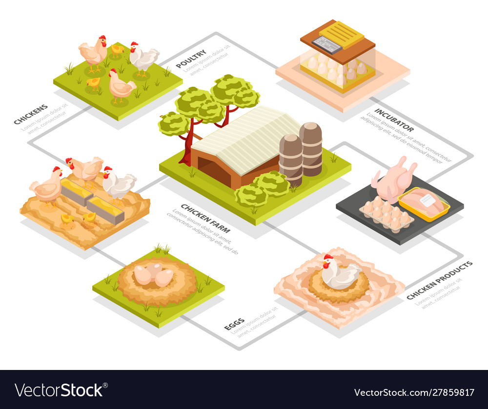 Poultry Farm Isometric Flowchart Royalty Free Vector Image