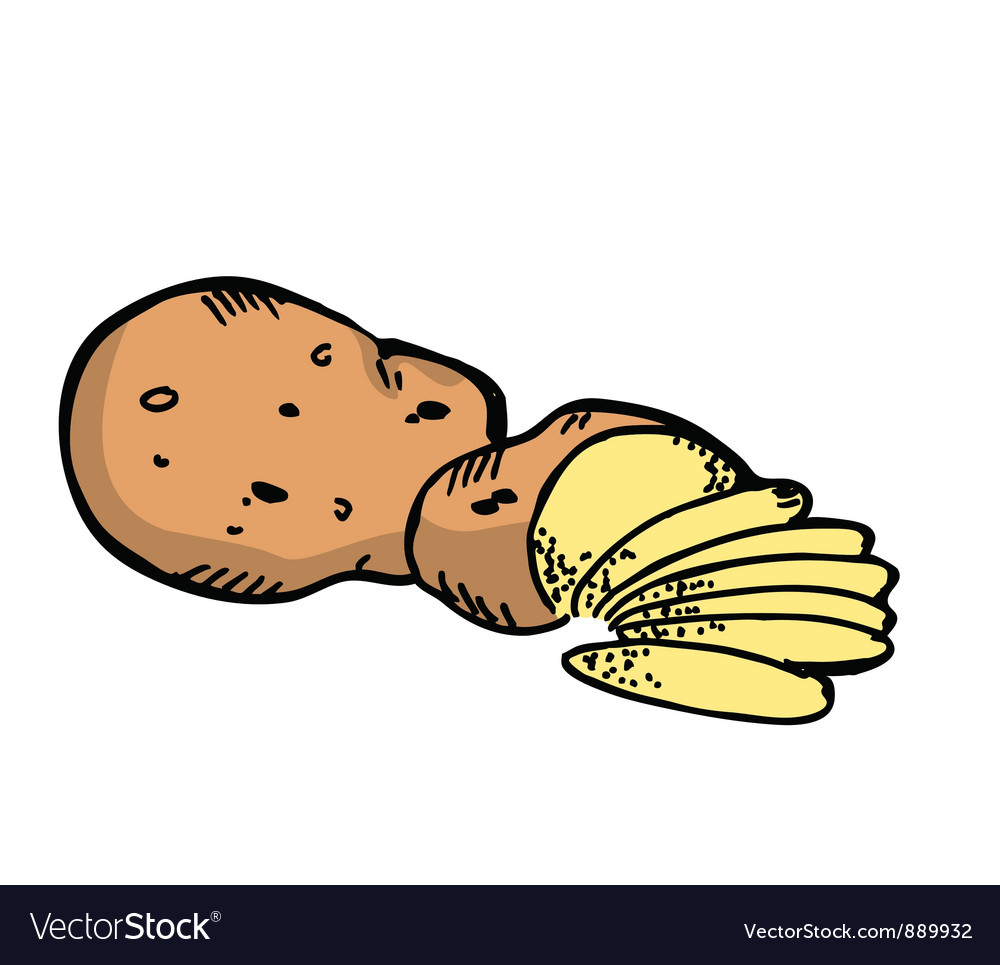 Potato Royalty Free Vector Image VectorStock