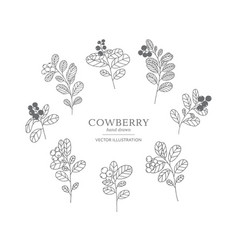 Hand Drawn Cowberry Set Royalty Free Vector Image