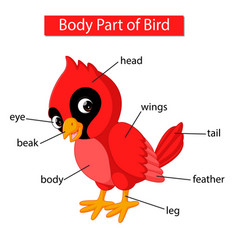 Diagram Showing Body Part Chicken Royalty Free Vector Image