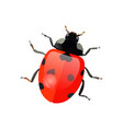 Set Of Hand Drawn Ladybugs Ladybirds Royalty Free Vector