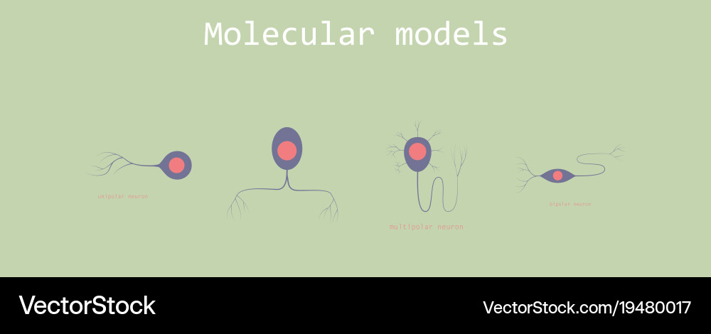 Set structure a motor neuron Royalty Free Vector Image