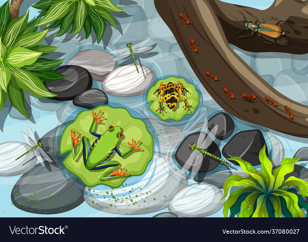 Top view different types frog Royalty Free Vector Image