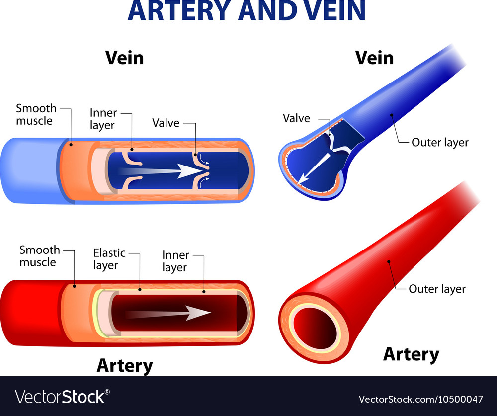 Artery and vein Royalty Free Vector Image - VectorStock