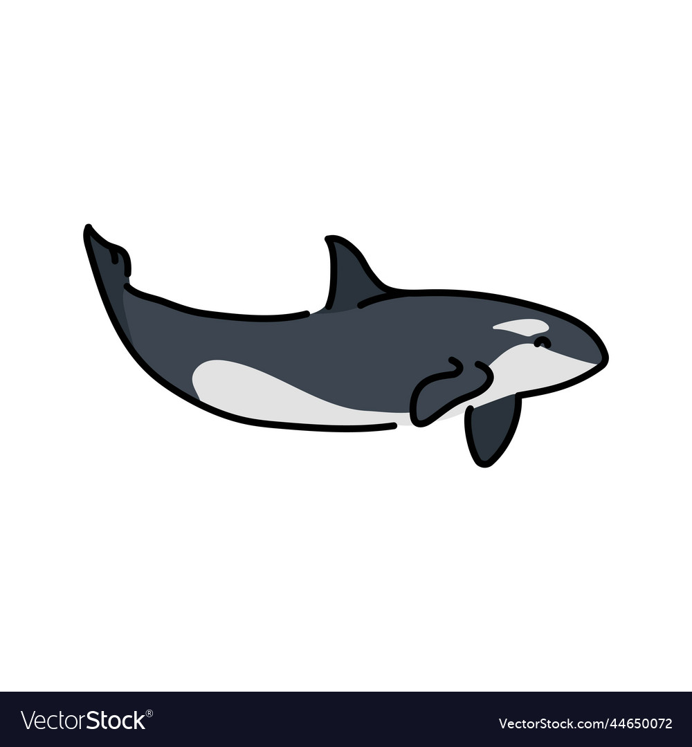 Killer whale color line marine Royalty Free Vector Image