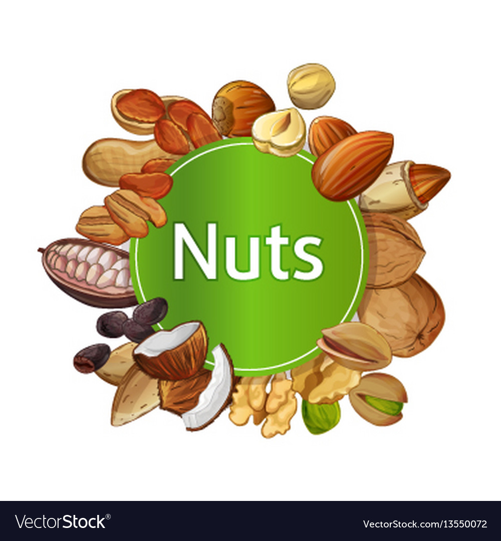 Various nuts round isolated composition Royalty Free Vector