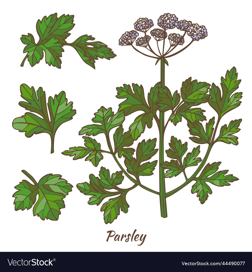 Parsley plant and leaves in hand drawn style Vector Image