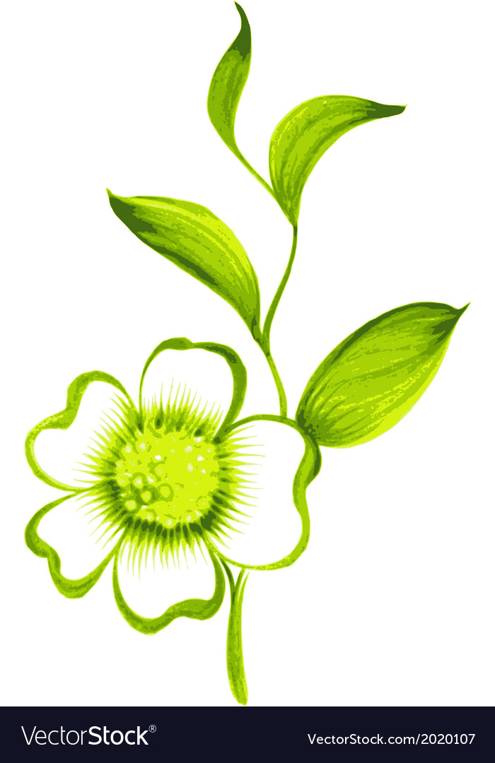 Branch of green tea with flowers and leaves Vector Image