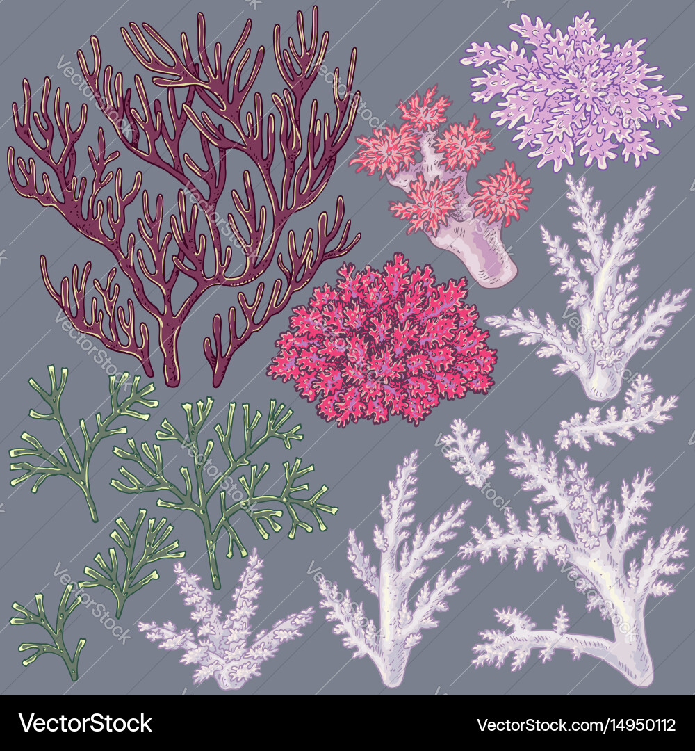 Colored corals set Royalty Free Vector Image - VectorStock